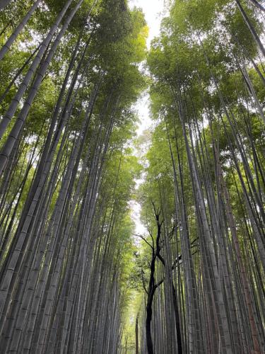 Arashiyama Apartment | 嵐山 天龍の宿 駐車無料 一棟貸切 最大5人 Dragon Legend Arashiyama Central Private Rare Modern House Free Parking Max 5ppl