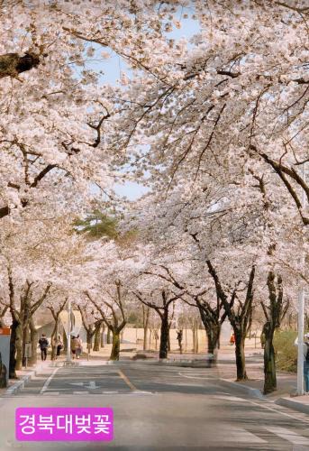 Daehyeon-dong House | 경북대 벚꽃 축제, 프라이빗 로맨틱 테라스, 무료주차, 2룸