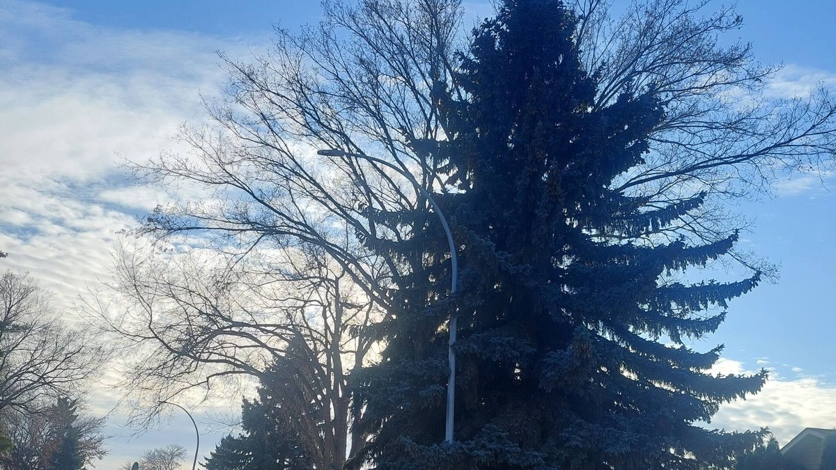 Sherwood Park House | 1 bedroom suite,with private entrance, in safe,quiet tree lined neighborhood.