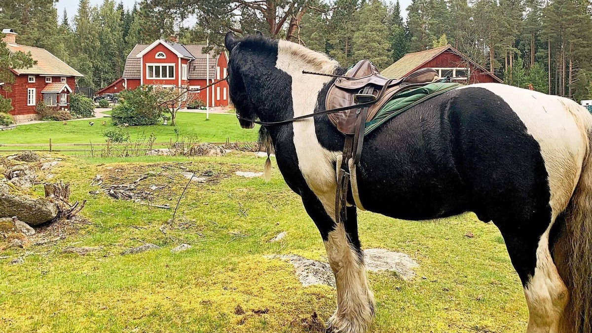 Hedesunda House | 10 person holiday home in Hedesunda