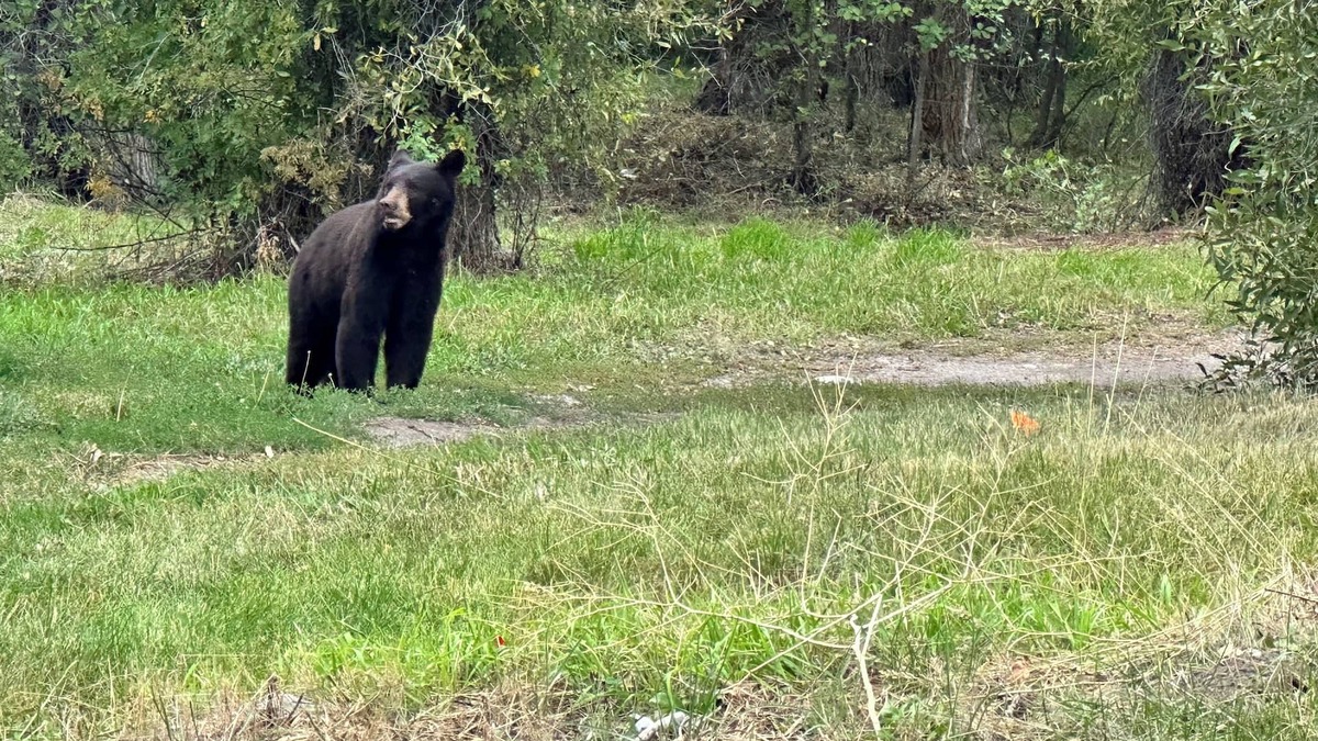 Moose Wilson Road House | 12 minutes to Grand Teton National Park. Pet Friendly.