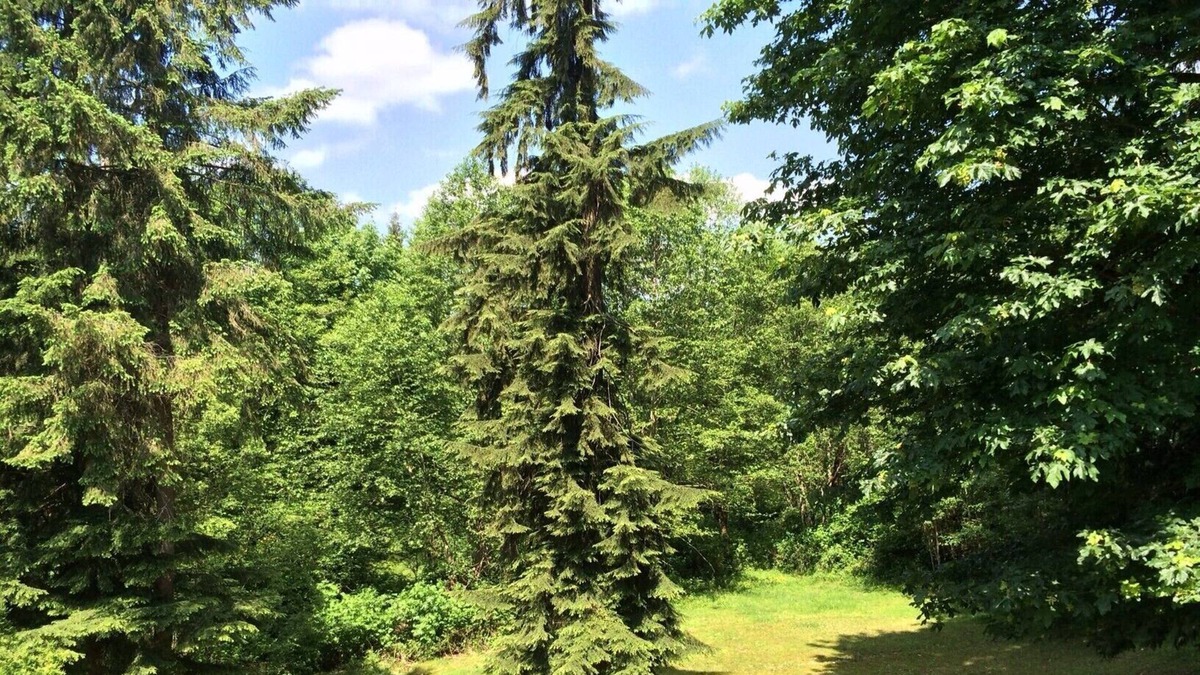 Snohomish Apartment | 14 Acres Of Private Forest - Large 1400 Sq Ft Apt - Mins. From Amenities & Hwy