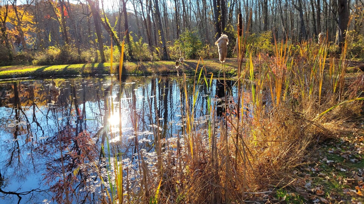 Rhinebeck Cottage | 15% off; private pond; fireplace; 4-min to village