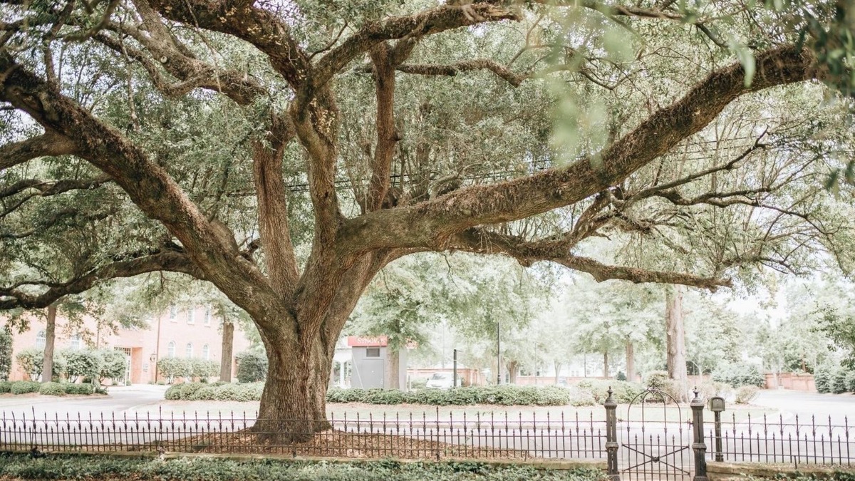 Sumter Bed & Breakfast | 1912 Bed and Breakfast