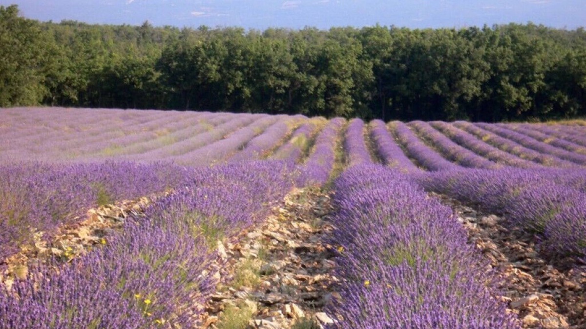 Saignon House | 2 Bedroom Private vacation home in Saignon