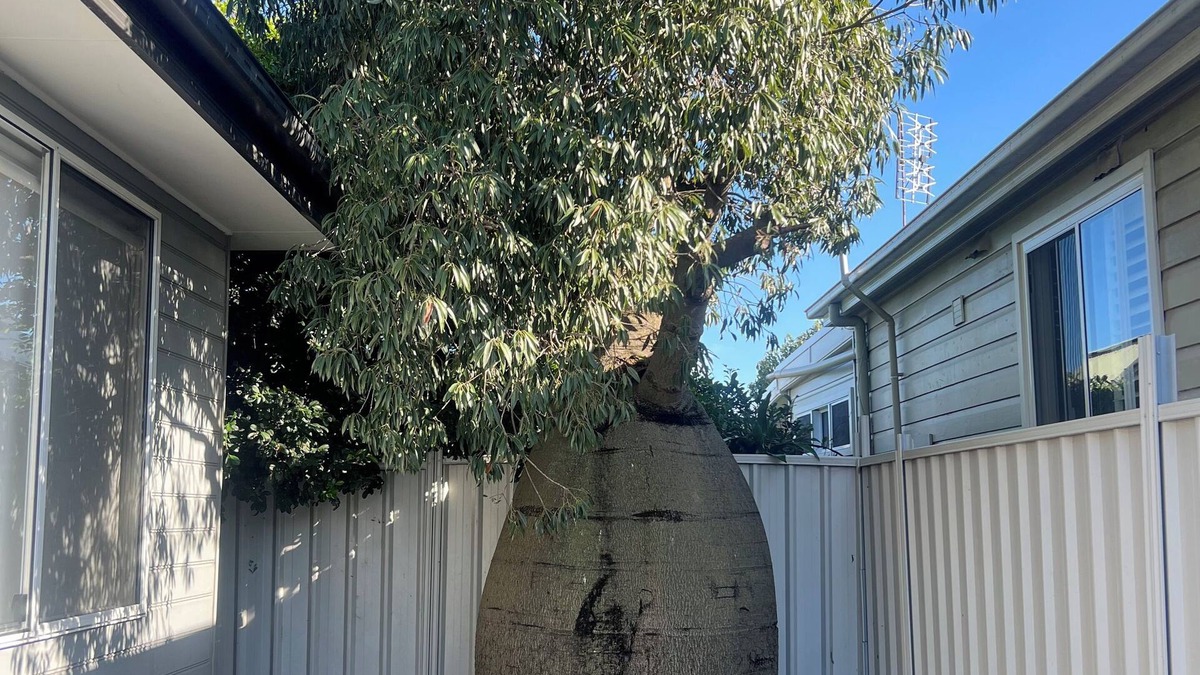 Mayfield Cottage | 21A Boab Cottage