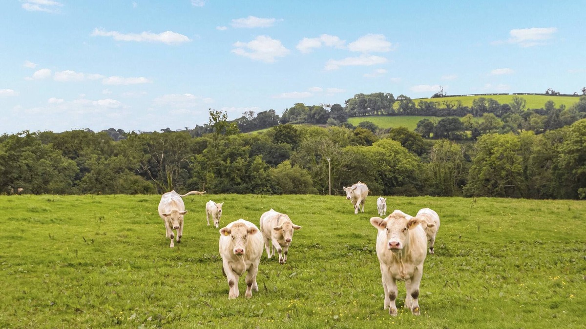 Carmarthen Cottage | 3 bedroom accommodation in Meidrim, near Carmarthen
