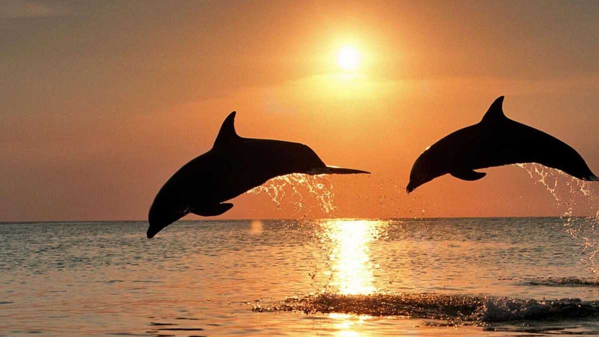Ruskin Apartment | #303 A Luxury Resort at Little Harbor With Dolphins and Fishing Just Steps Away