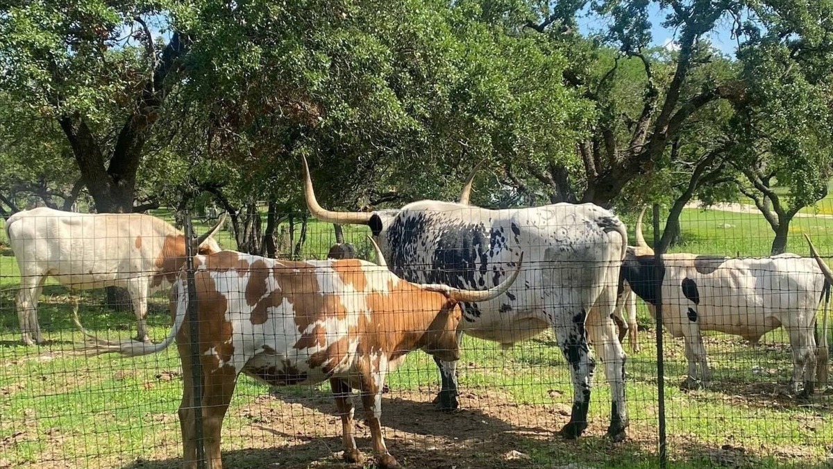 North Buttercup Creek House | 3BR Retreat - King & Queen Beds, Near Austin and Hill Country Fun