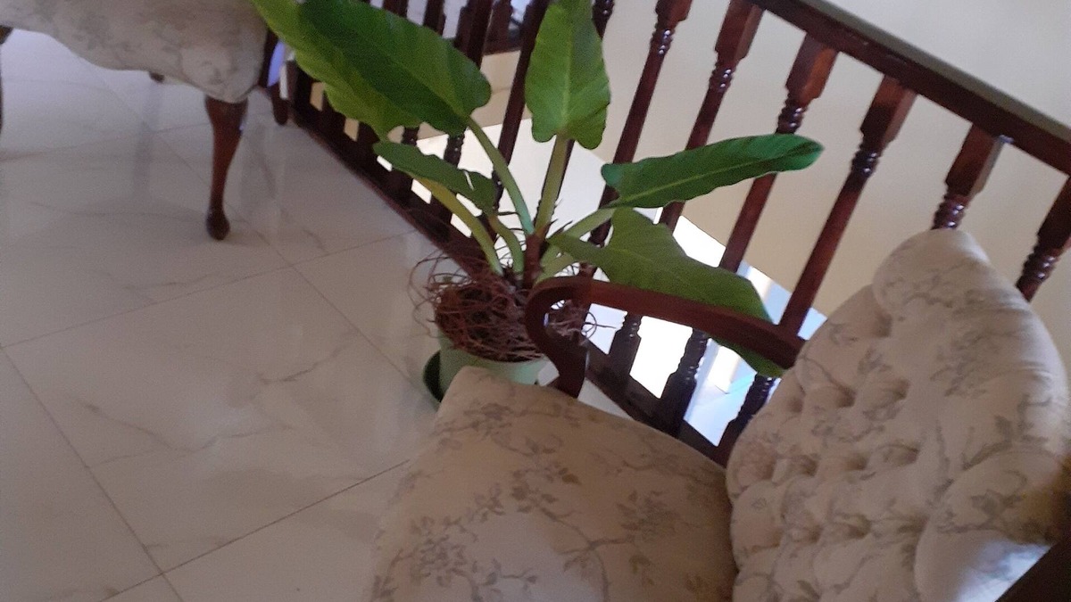 Boscobel House | 4 BEDROOM HOUSE