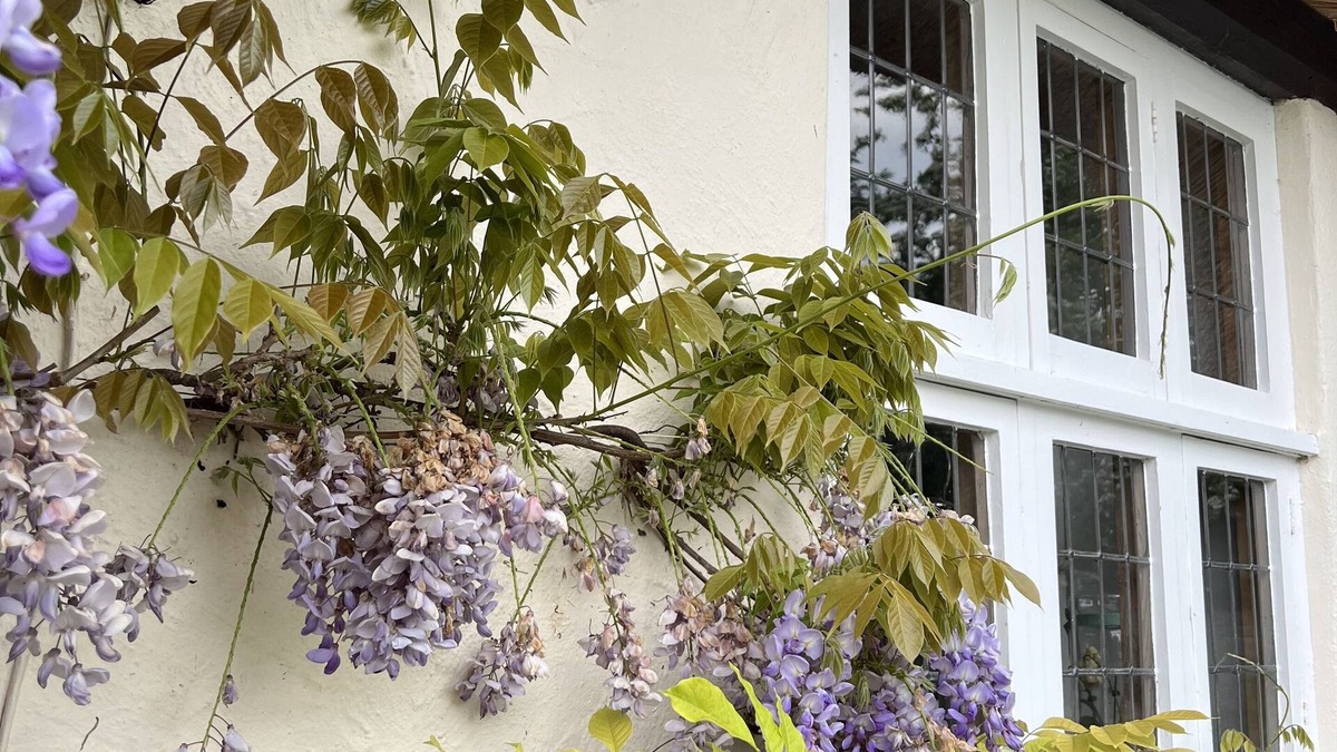 Fivehead Apartment | 5* Somerset, 1600's thatched, private annex. Pet friendly!n8m to M5 and Taunton.