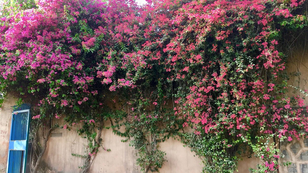 DLF Farms Villa | A Private Room In New Delhi's Luxurious Villa Home.