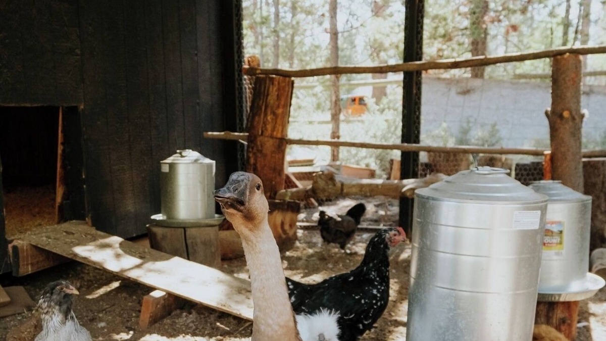 Three Rivers Cabin | Acre Cabin: Trailers Welcome, Home to Chickens!
