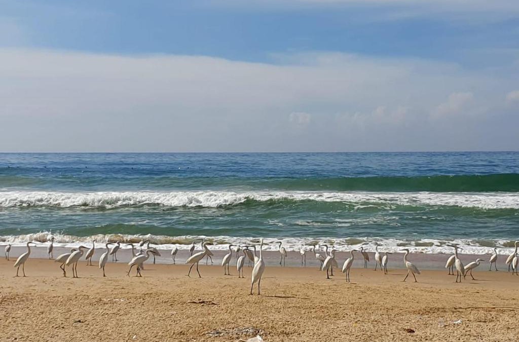 Neyyattinkara House | Aditi Ayurveda Panchkarma Retreat