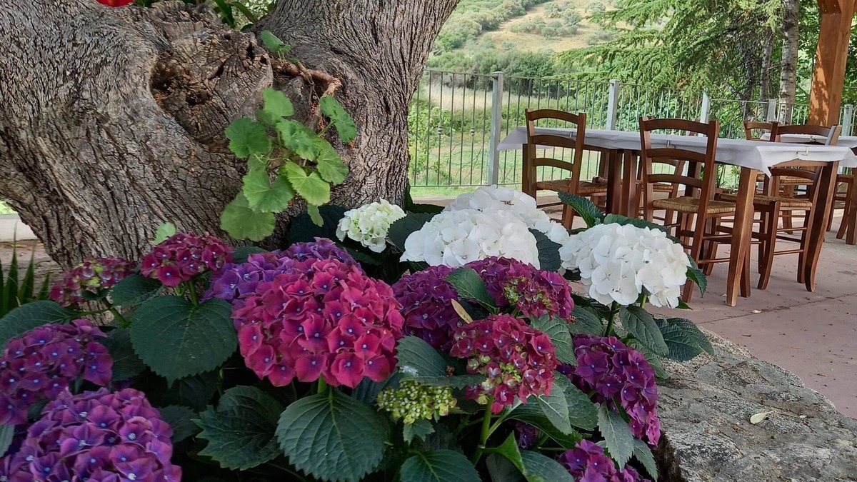 Limpiddu Other | Agriturismo e camere Su Cuile Countryside Comfort Rooms
