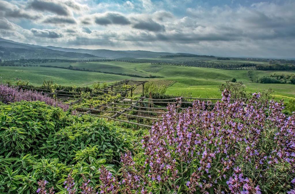 Castellina Marittima Bed & Breakfast | Agriturismo Le Tassinaie