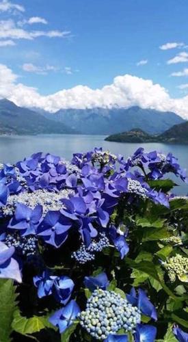Pianello del Lario Apartment | Agriturismo Piccolo paradiso