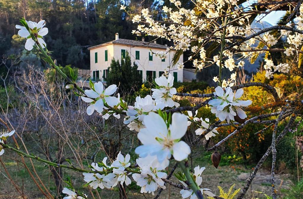 Bunyola House | Agroturisme Finca Sa Maniga