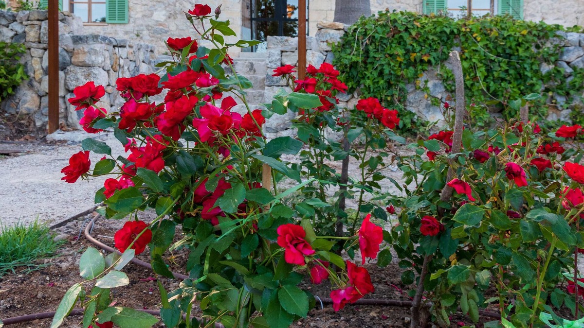 Selva Cottage | Agroturismo en Mallorca