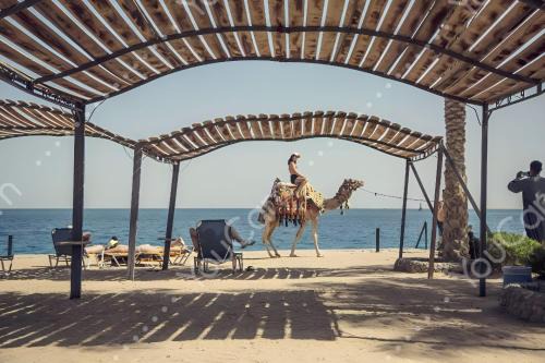 Dahar Hotel | Al Dora Residence Suites Hurghada