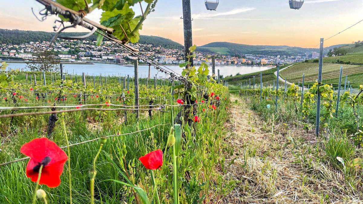 Mainz-Bingen Hotel | Altdeutsche Weinstube