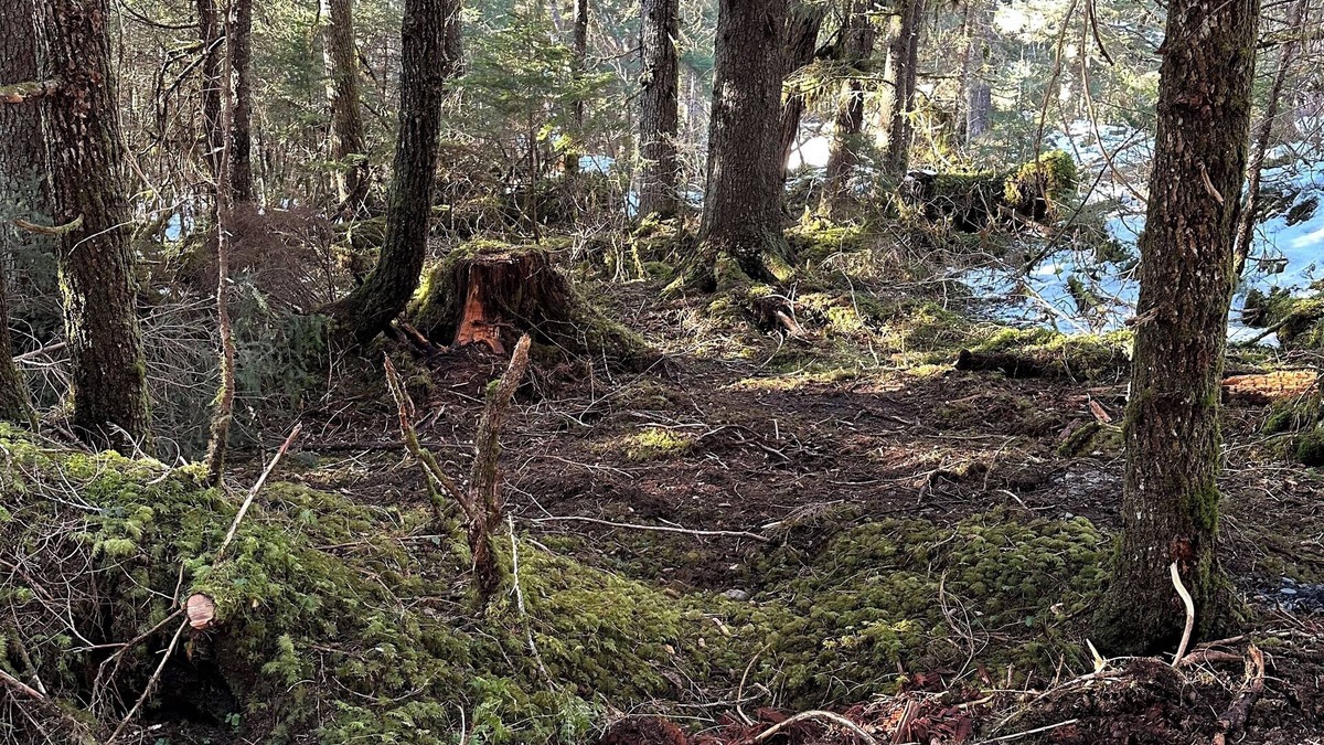 Bear Creek RV Rental | Amazing Campsite in Seward