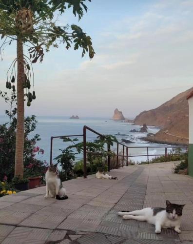 Santa Cruz de Tenerife House | Anaga Manolo Natural Beach House