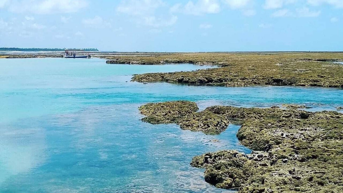 Sao Jose da Coroa Grande Apartment | Apartment Ocean Front, near Maragogi, with wireless internet in the AP.