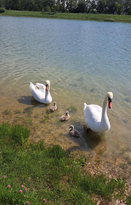 Nove Mesto Apartment | Apartment in the lake of Bratislava