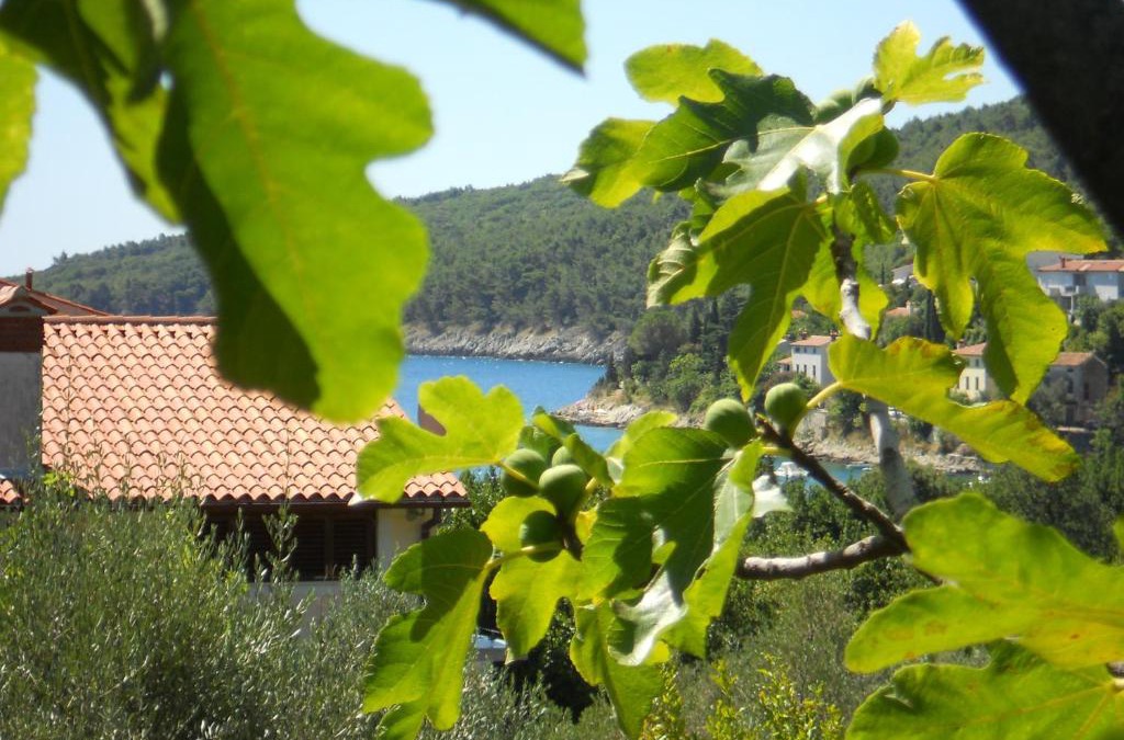 Sveta Marina Apartment | Apartments Ida Sveta Marina