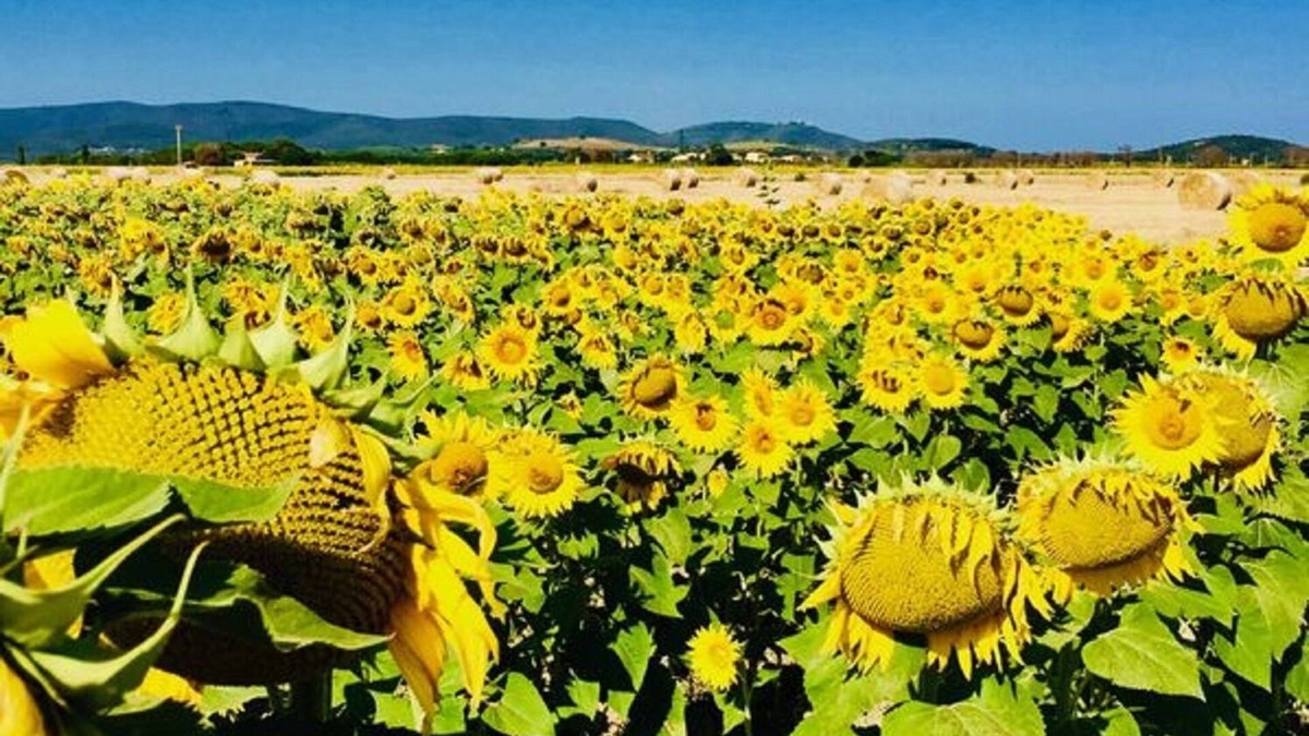 Campiglia Marittima Apartment | Apparamento La Tartaruga, in a Tuscan farmhouse 5 km from the sea at Baratti