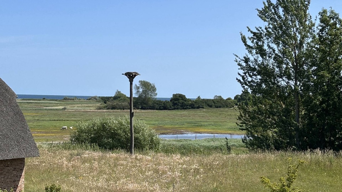 Nieby House | Atelierhaus Morsezeichen Unter Reet für bis zu 8 Personen mit Wildwiesenblick