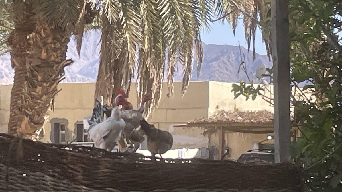 St. Catherine House | Authentic charming 2-Bed House in Dahab