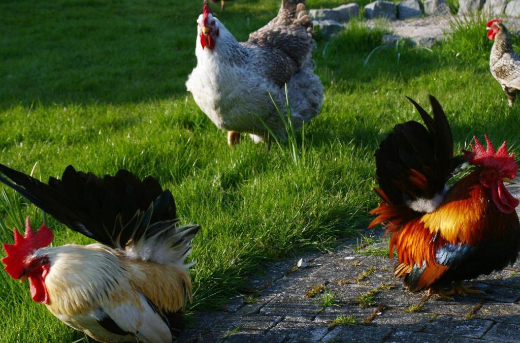 Zedelgem Bed & Breakfast | B&B Koornemoezen