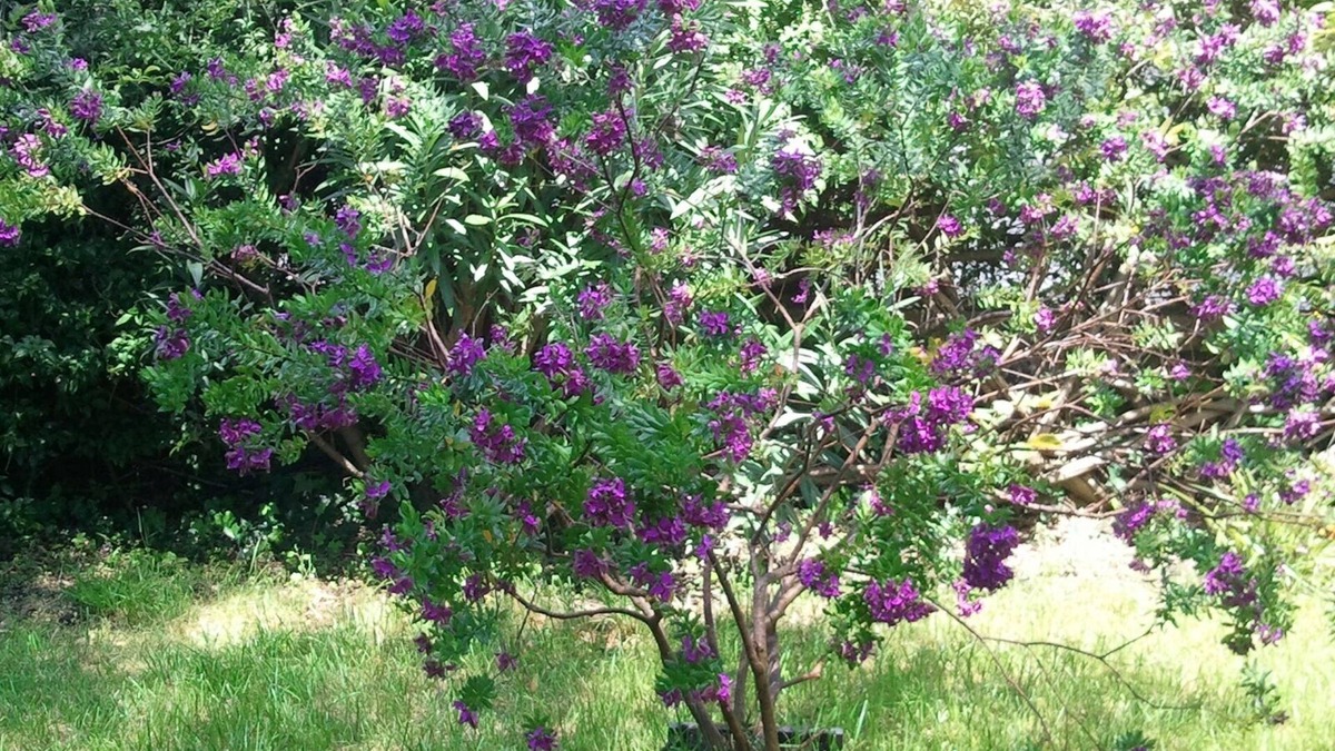 Nicolosi Bed & Breakfast | B&B La Rena Rossa