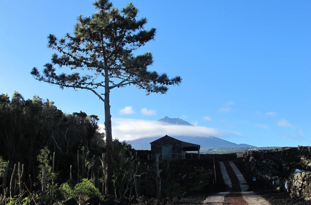 Sao Roque do Pico House | Baco's Vineyard