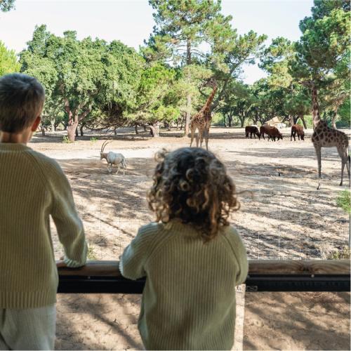 Santo Andre Other | Badoca Safari Glamping Experience