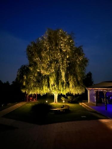 Battonya House | Battonya House