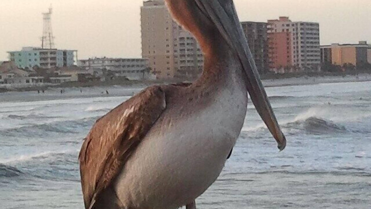 Jacksonville Beach Condo | Beach lovers Dream - BIG LUXURY CONDO! 1500sf