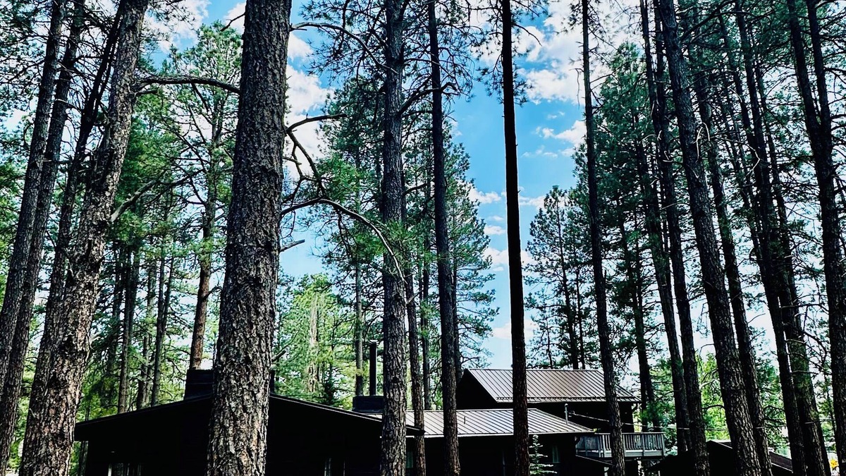 Munds Park Cabin | Bear Treehouse - 1.23 acres of cool pines and walking distance to fun!