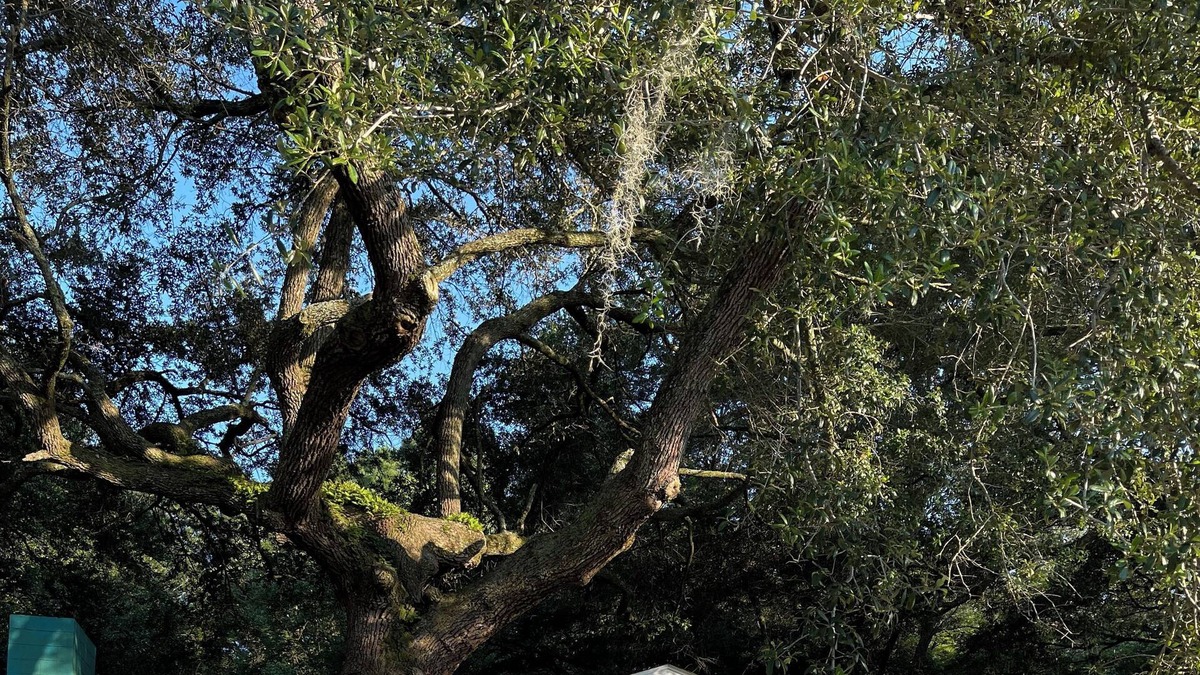 Johns Island House | Beautiful, cozy home under the oaks on Johns Island
