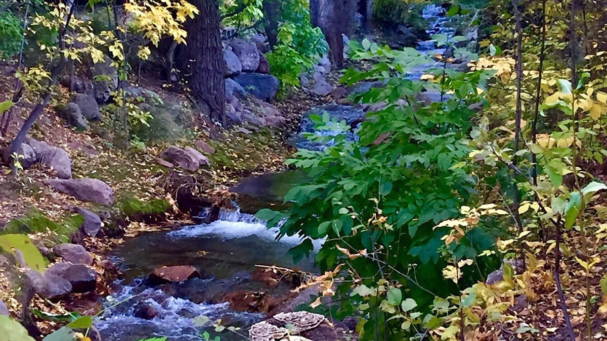 Broadmoor Cabin | Beautiful deck DIRECTLY on CREEK! * CENTRAL AIR * Walk to the Broadmoor