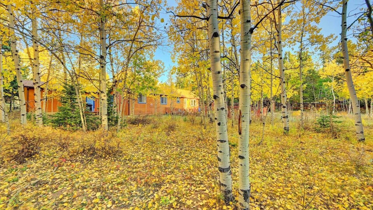 Black Hawk Cabin | Beautiful mountain views in a woodland paradise!