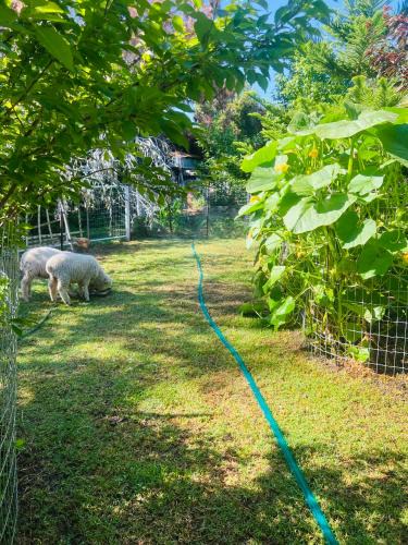 Flora Hill Apartment | Bird Paradise & mini farm