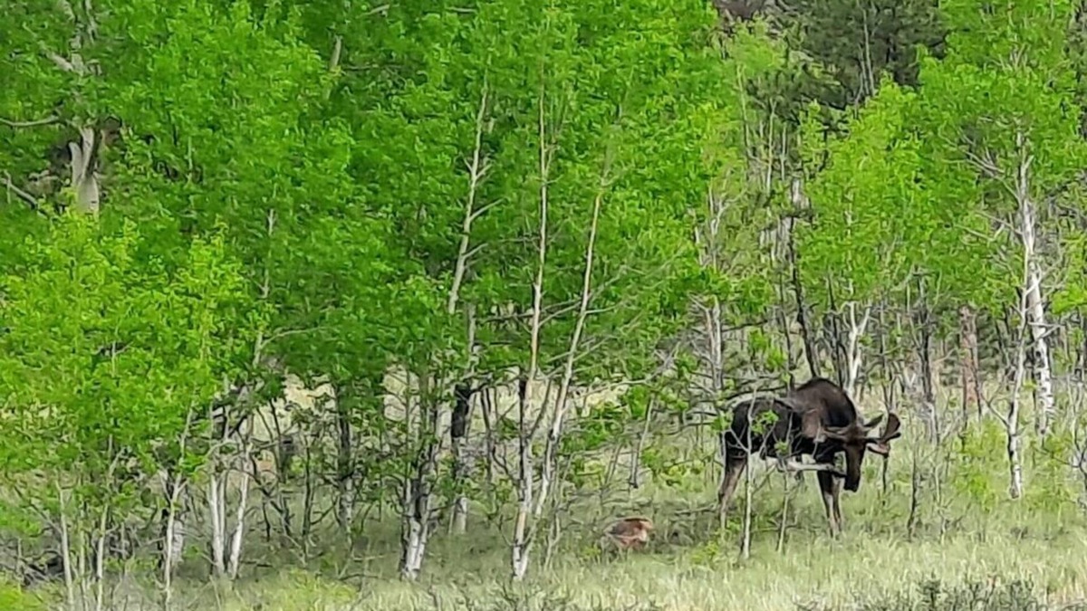 Lake George Cabin | Bison Peak Lodge at Puma Hills, a Luxury Glamping Experience in Central CO