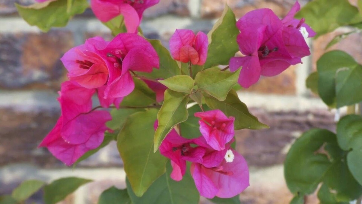 Port-Bouet Villa | Bougainvilla- Beautiful and charming lakefront villa