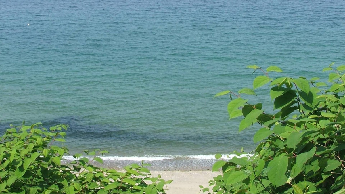 Cedar Bushes Cottage | Breathtaking views of Cape Cod Bay/PTown, High on Manomet Bluffs