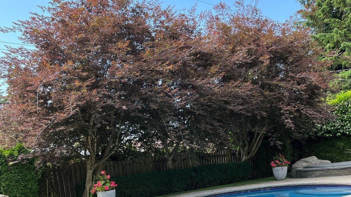 District of North Vancouver Apartment | Bright and beautiful basement suite in idyllic Edgemont Village North Vancvouver