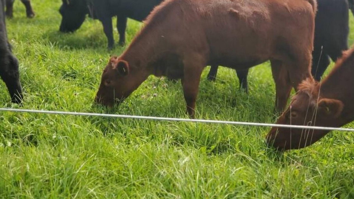 Erin House | Bright and Cozy Tiny Pine House