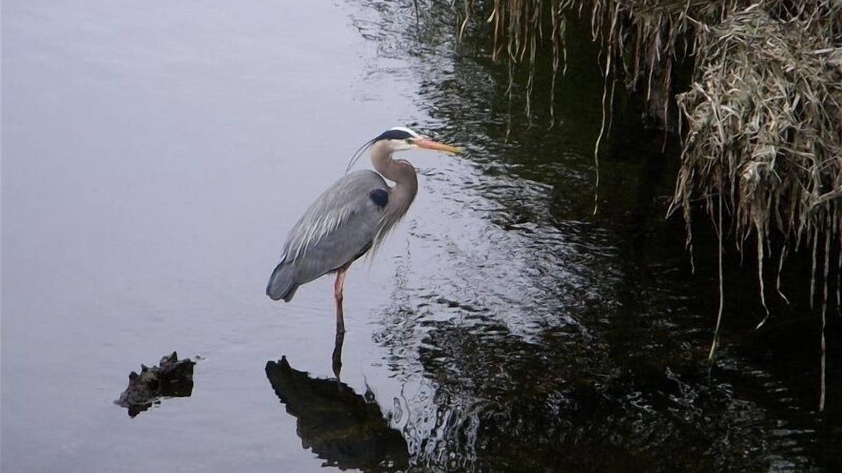 Gorge -Tillicum Area Bed & Breakfast | BRIGHT, GAS FIREPLACE, 3 TVs, 4 guests/n25% DISCOUNT FROM NOV 1 to JAN 10